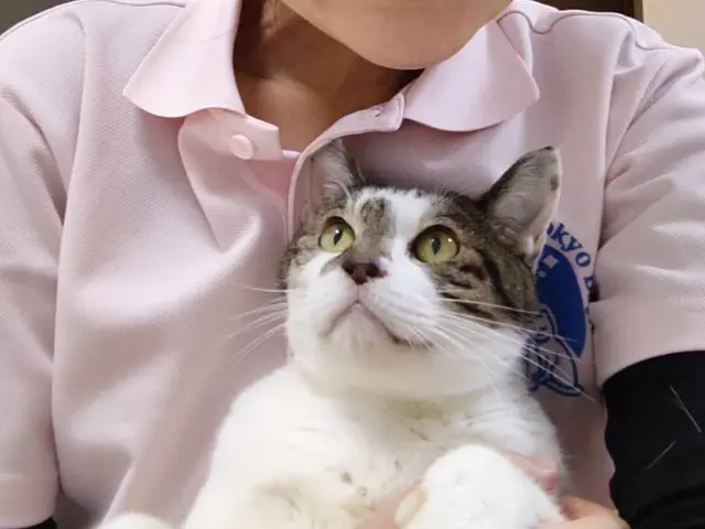 【看護師＋犬猫行動アナリスト】ペットシッター専業プロだから圧倒的安心感で大好評◎サービスの画像