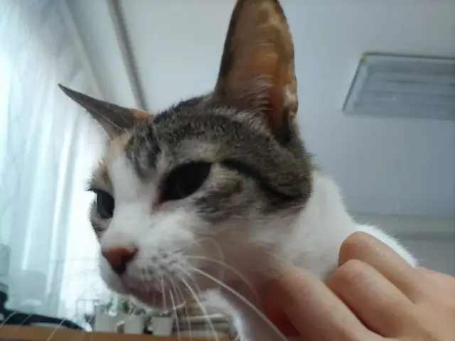 【看護師＋犬猫行動アナリスト】ペットシッター専業プロだから圧倒的安心感で大好評◎サービスの画像