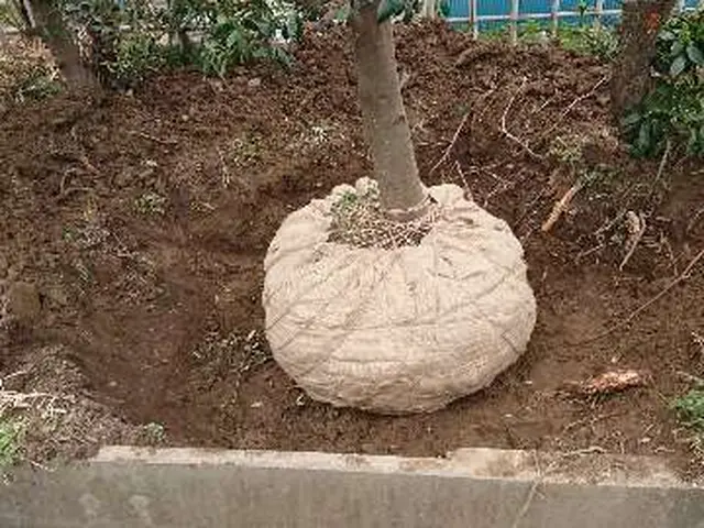 【実績15年】1本からOK地域密型、安心、女性スタッフ同行も可能！作業外注なし◎サービスの画像