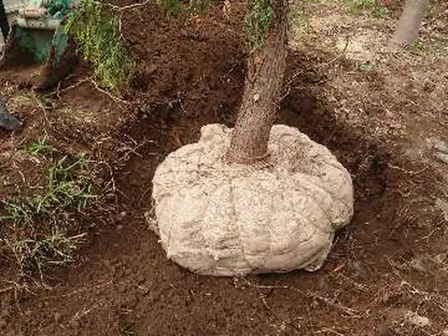 【実績15年】1本からOK地域密型、安心、女性スタッフ同行も可能！作業外注なし◎サービスの画像