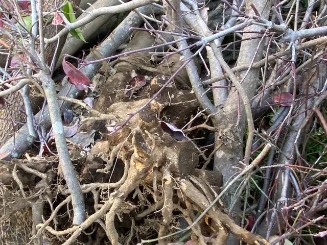 お庭の事なら何でも「サーフガーデン」にご相談下さい。私が責任を持って伺います。サービスの画像