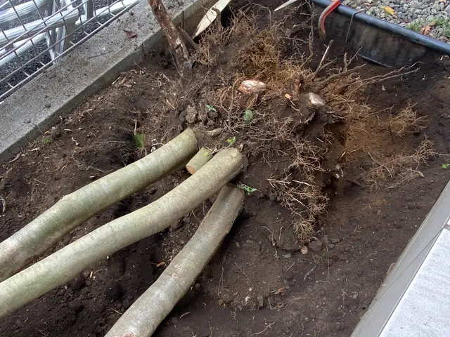 お庭の事なら何でも「サーフガーデン」にご相談下さい。私が責任を持って伺います。サービスの画像