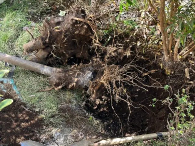 お庭の事なら何でも「サーフガーデン」にご相談下さい。私が責任を持って伺います。サービスの画像