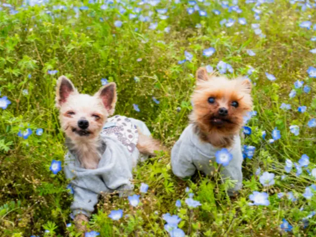 【トリマー歴20年】ペットロスカウンセラーが数十年後も大切にそばにある写真を☆サービスの画像