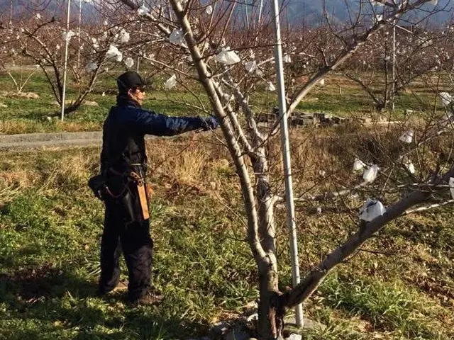農家歴20年庭師歴5年プロの技術でご満足いただけるように心を込めて作業いたしますサービスの画像