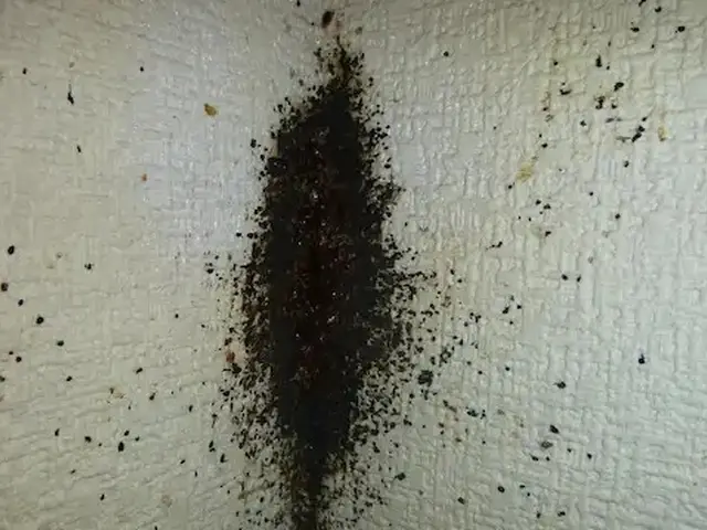 トコジラミ駆除歴10年以上の有資格者多数在籍【再発保証付】【有資格者多数在籍】サービスの画像