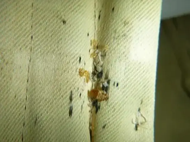 トコジラミ駆除歴10年以上の有資格者多数在籍【再発保証付】【有資格者多数在籍】サービスの画像