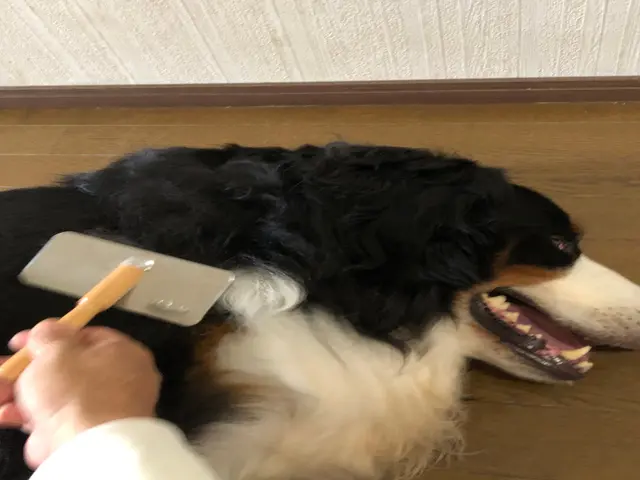 【兵庫県川西市中心に活動☆】2010年開業！経験と実績の安心ペットシッターです。サービスの画像