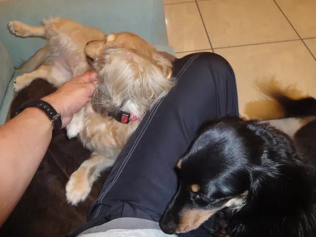 【兵庫県川西市中心に活動☆】2010年開業！経験と実績の安心ペットシッターです。サービスの画像