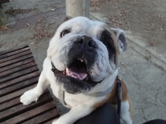 【兵庫県川西市中心に活動☆】2010年開業！経験と実績の安心ペットシッターです。サービスの画像