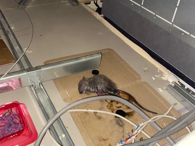 【再発ゼロ宣言】害獣駆除16年☆実績2000件超！完全自社施工のネズミ駆除専門店サービスの画像