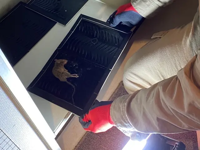 【再発ゼロ宣言】害獣駆除16年☆実績2000件超！完全自社施工のネズミ駆除専門店サービスの画像