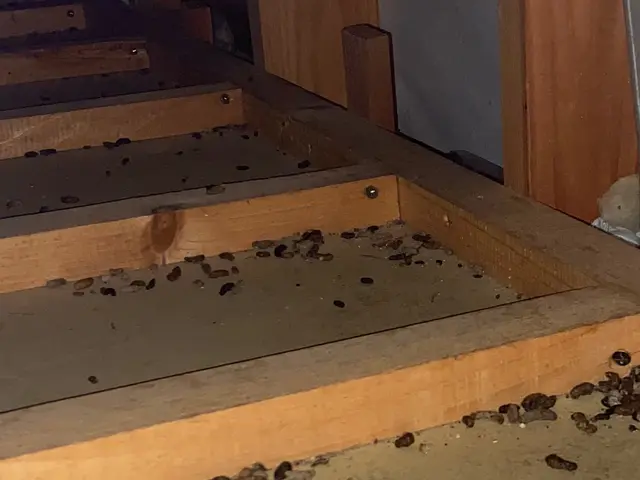 【再発ゼロ宣言】害獣駆除16年☆実績2000件超！完全自社施工のネズミ駆除専門店サービスの画像