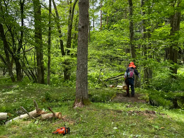 5月新規出店！空地やイグネ等の木の伐採や枝払い等お任せくださいサービスの画像