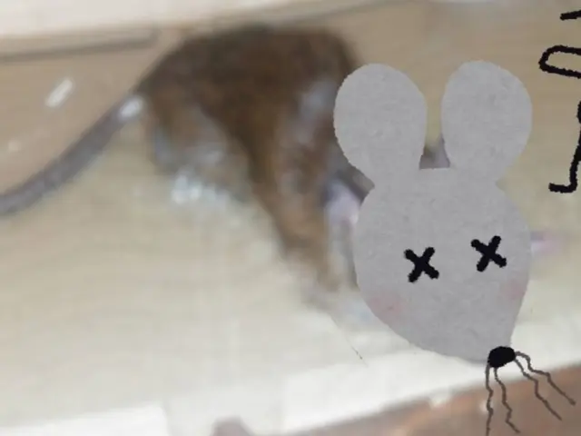 《24時間対応》ネズミとの頭脳戦なら負けません！サービスの画像