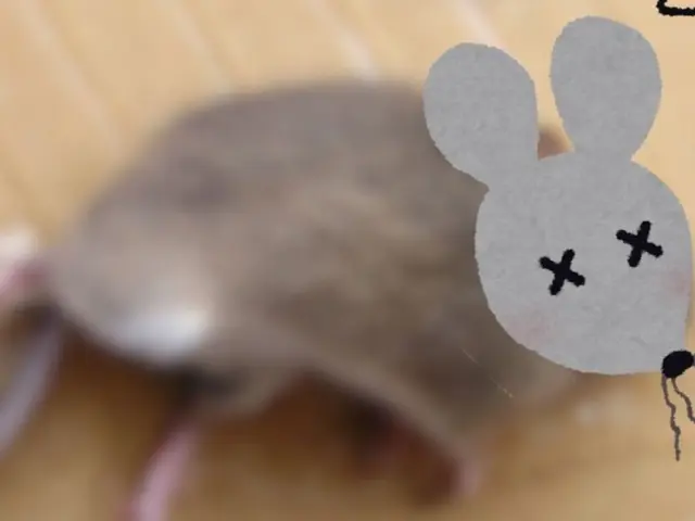 《24時間対応》ネズミとの頭脳戦なら負けません！サービスの画像