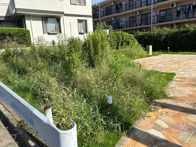 伸び過ぎた雑草、芝なんでもお任せください！あっとゆうまに荒地が緑の絨毯へ。サービスの画像