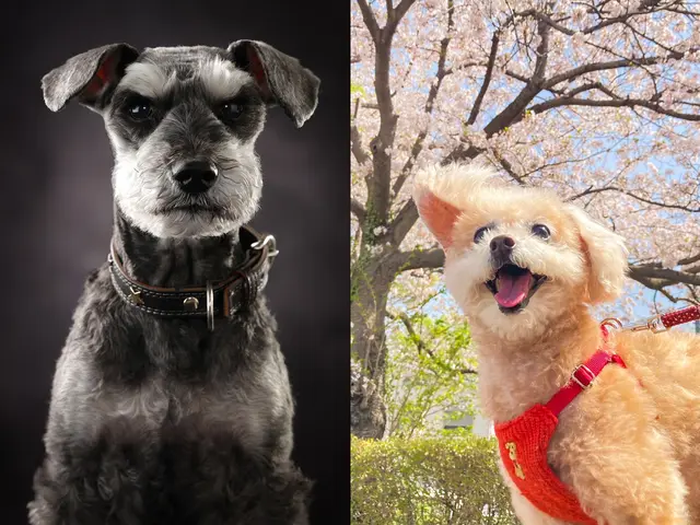 こんにちは！ペットの写真を撮りましょう＾＾