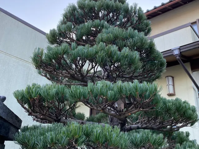 庭木の剪定作業サービスの画像