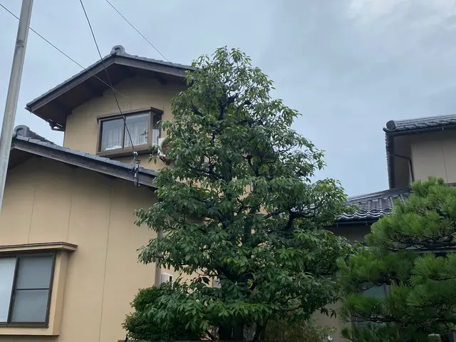 庭木の剪定作業サービスの画像