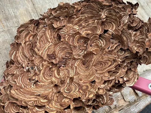 スズメバチからアシナガバチまで　サイズに応じ価格対応します！サービスの画像