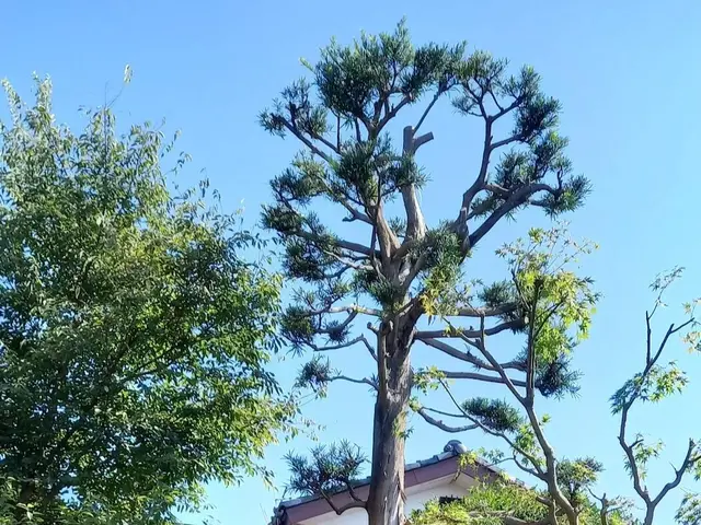 安心丁寧！ 整えるだけで、うれしくなる庭にサービスの画像