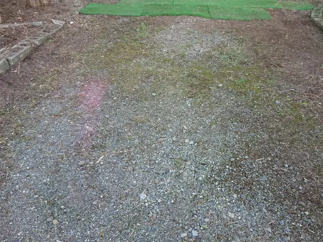 ついつい後回しにしがちな手におえない草取り任せてください！スッキリさせますサービスの画像