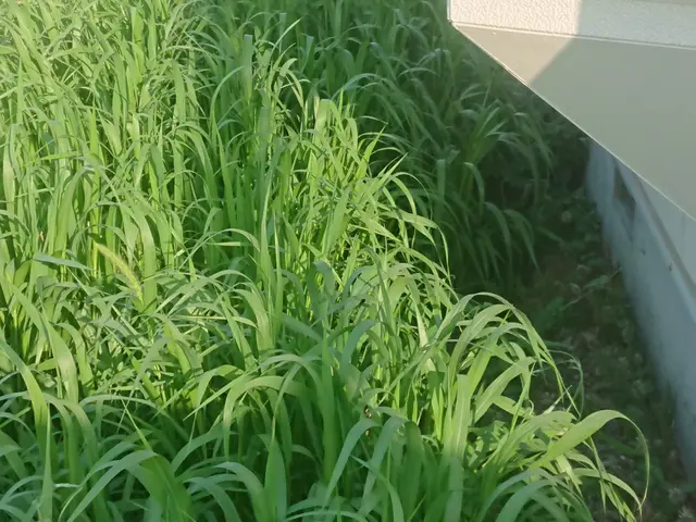 ついつい後回しにしがちな手におえない草取り任せてください！スッキリさせますサービスの画像