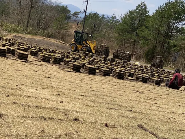 お庭造り【生芝】サービスの画像