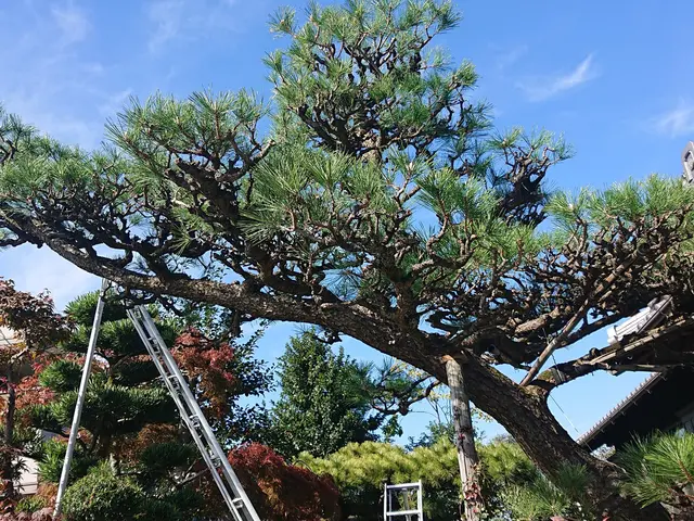 ＜年中無休＞お庭のことならなんでもご相談ください！気さくな若手庭師がお伺いしますサービスの画像