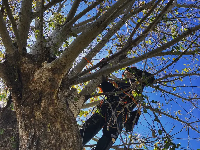 《樹木の伐採》駐車代お店負担◎仕上がり保証付き♪すべて自社で対応します。サービスの画像