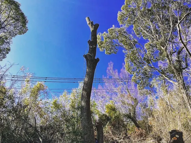 《樹木の伐採》駐車代お店負担◎仕上がり保証付き♪すべて自社で対応します。サービスの画像