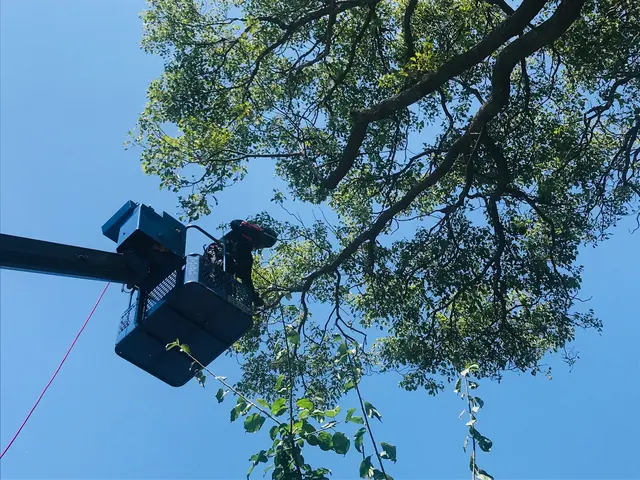 《樹木の伐採》駐車代お店負担◎仕上がり保証付き♪すべて自社で対応します。サービスの画像