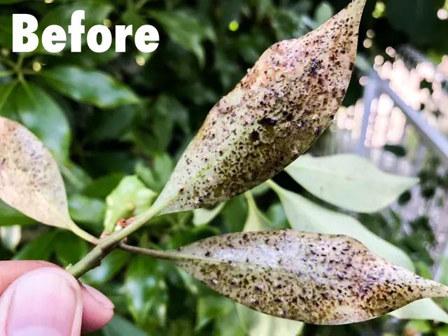 庭師歴12年◆プロの技術と知識と経験にお任せください！対応地域外も相談可能！サービスの画像