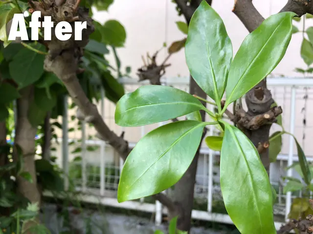 庭師歴12年◆プロの技術と知識と経験にお任せください！対応地域外も相談可能！サービスの画像