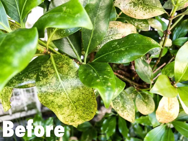 庭師歴12年◆プロの技術と知識と経験にお任せください！対応地域外も相談可能！サービスの画像