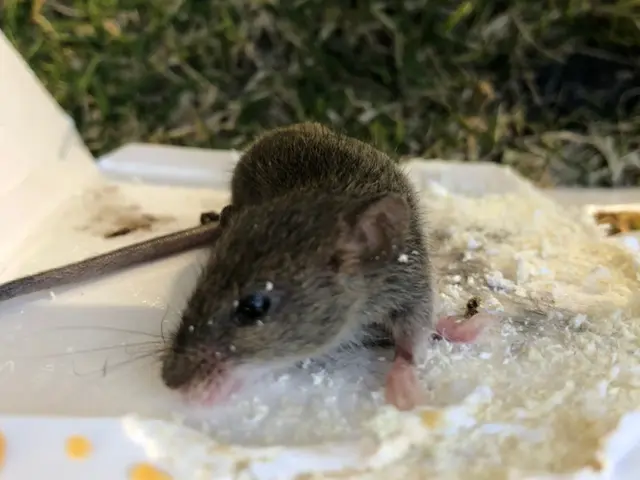 【注目( • ̀ω•́ )っ】国家資格保有プロが行う根こそぎ「ネズミ駆除」サービスの画像