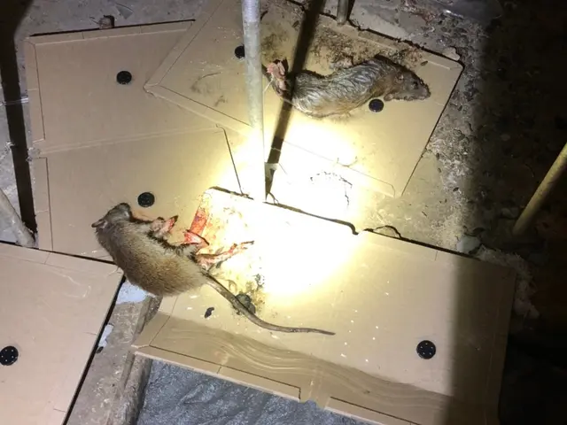 【注目( • ̀ω•́ )っ】国家資格保有プロが行う根こそぎ「ネズミ駆除」サービスの画像