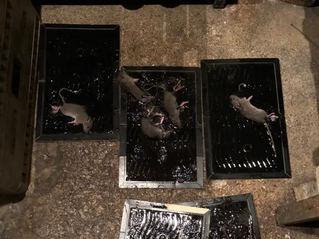 【注目( • ̀ω•́ )っ】国家資格保有プロが行う根こそぎ「ネズミ駆除」サービスの画像