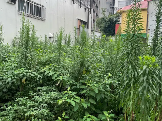 【即日対応】安心安全のサービス価格！店長自身が訪問◎草むしりはお任せください！サービスの画像