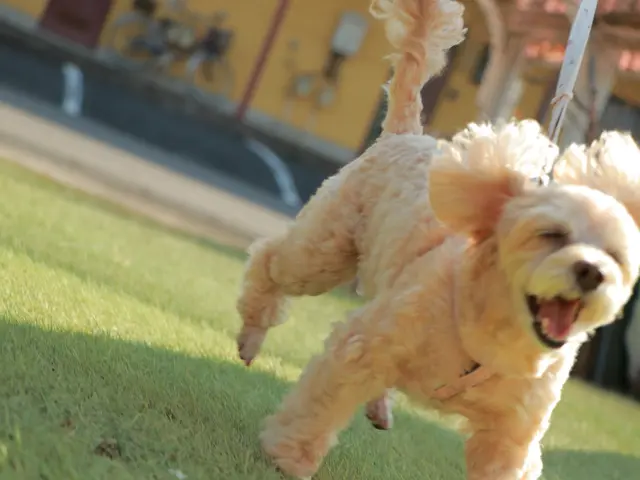 動物病院勤務10年以上の愛玩動物看護師による安心のお世話代行サービスサービスの画像