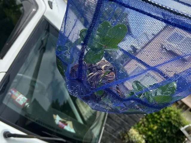 蜂の巣駆除！即日対応可能！危険から身を守る　地域密着のプロにお任せください！サービスの画像