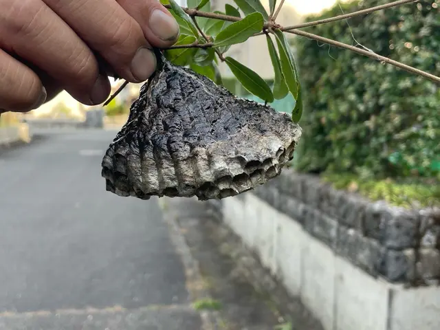 蜂の巣駆除！即日対応可能！危険から身を守る　地域密着のプロにお任せください！サービスの画像