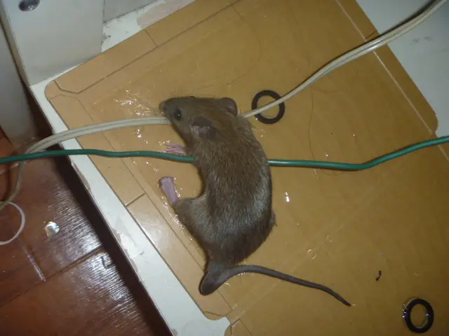 【業歴16年】年中無休◎自社スタッフがお伺いします◎営業時間外も対応可ネズミ駆除サービスの画像