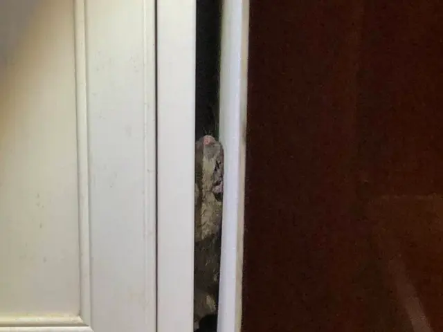 【業歴16年】年中無休◎自社スタッフがお伺いします◎営業時間外も対応可ネズミ駆除サービスの画像