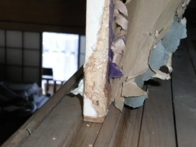 【業歴16年】年中無休◎自社スタッフがお伺いします◎営業時間外も対応可ネズミ駆除サービスの画像