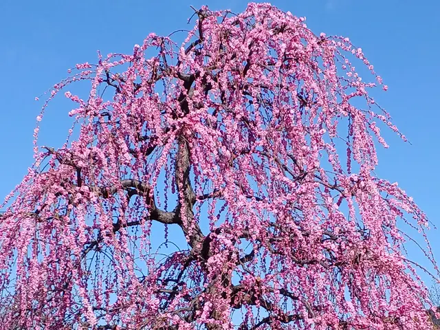 【業歴25年の実績】一級造園技能士◎熟練職人が迅速丁寧に仕上げます！サービスの画像