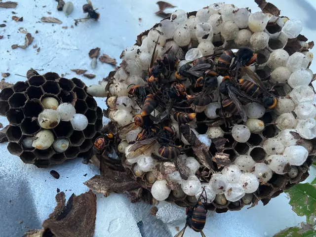 アシナガバチは8800円！大阪奈良エリアは当日対応可！駆除後、忌避剤を無料散布サービスの画像