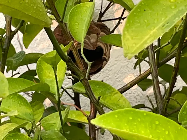 アシナガバチは8800円！大阪奈良エリアは当日対応可！駆除後、忌避剤を無料散布サービスの画像