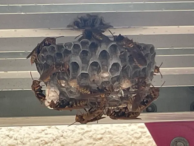 アシナガバチは8800円！大阪奈良エリアは当日対応可！駆除後、忌避剤を無料散布サービスの画像